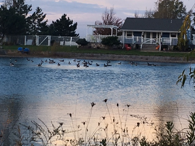 geese on the pond